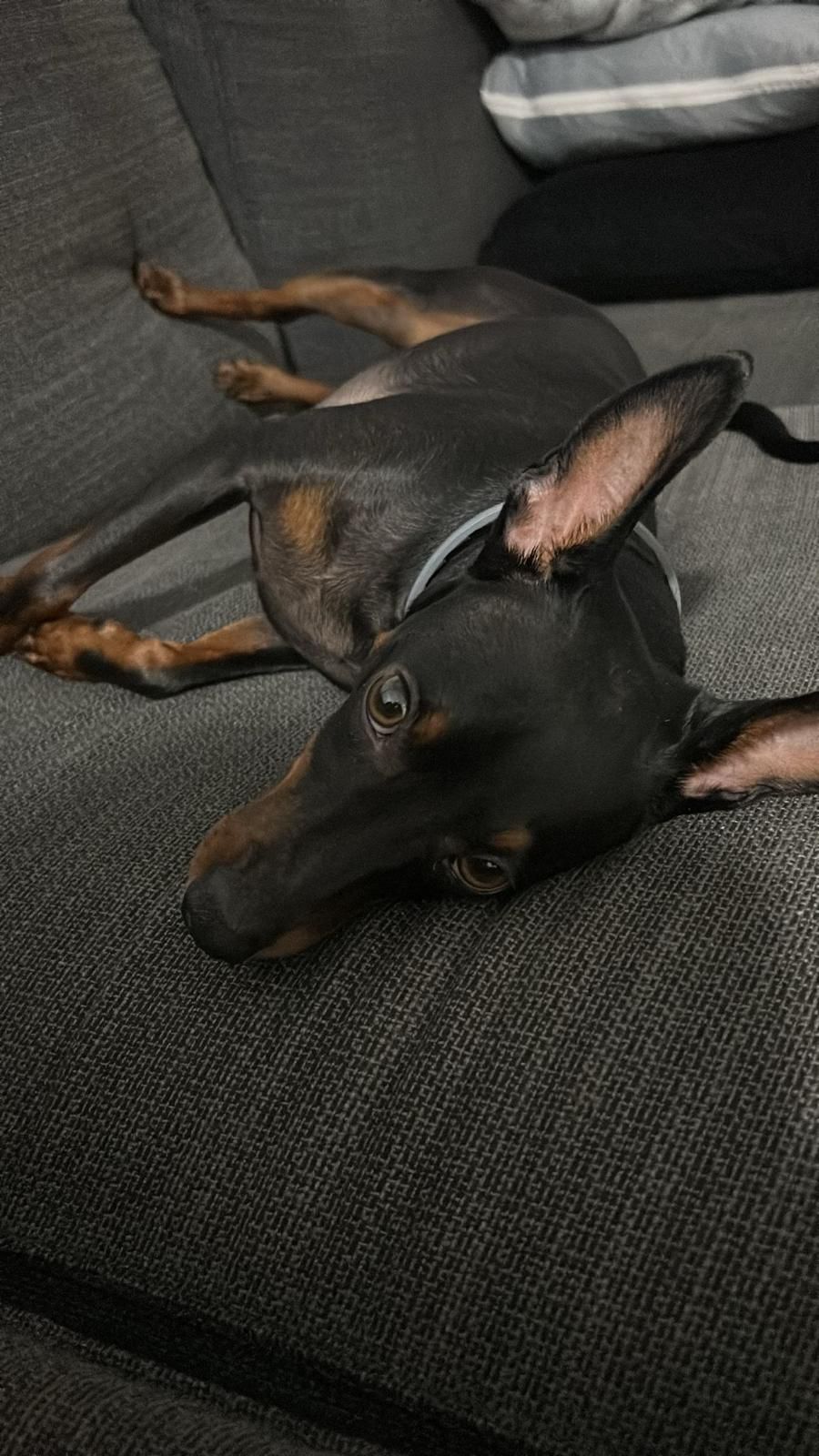 Pinscher miniatura descansando en hotel canino Churriana